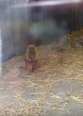 В ульяновском зоопарке вышел из спячки сурок