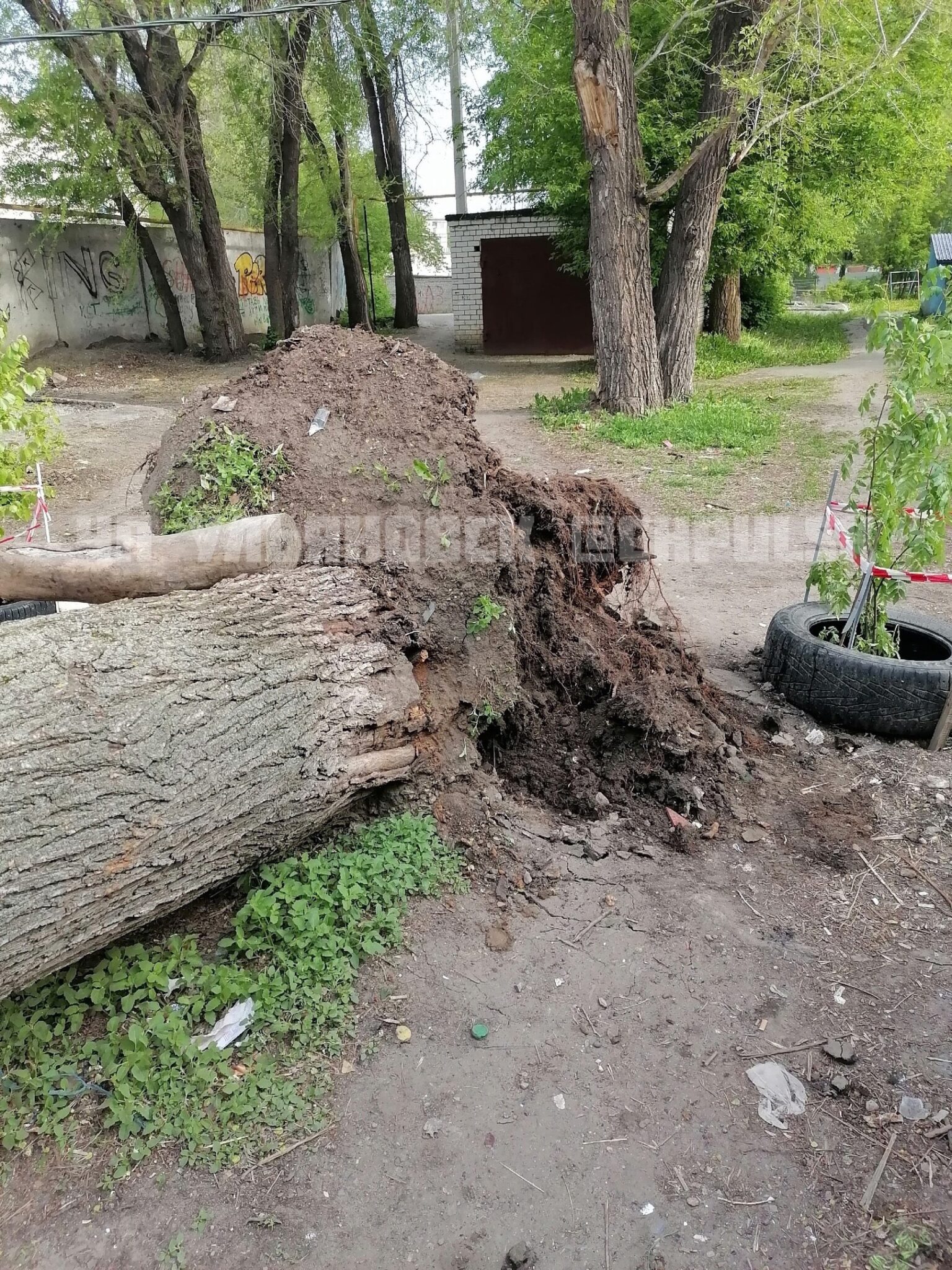 В Ульяновске на улице Хрустальная дерево упало прямо на припаркованные автомобили