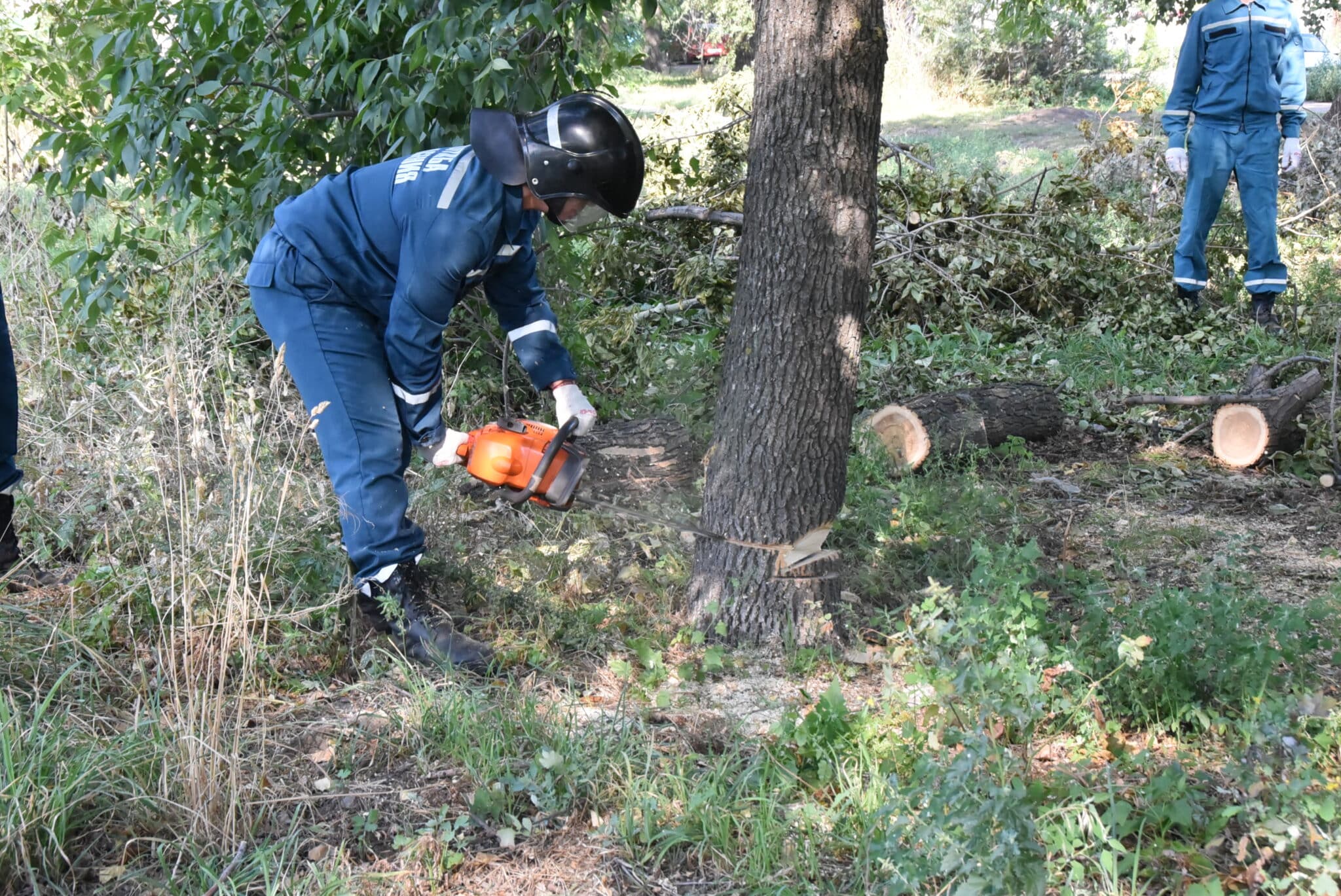 В Ульяновске за месяц вырубили 877 аварийных деревьев