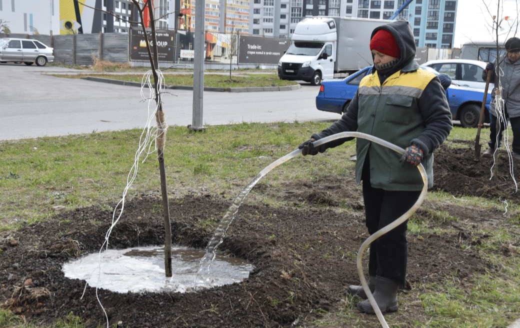 В Ульяновске высадят более полутора тысяч деревьев и кустарников