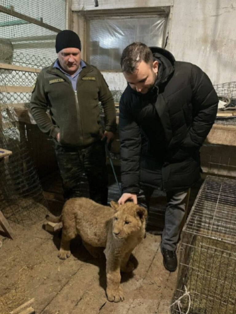 В Ульяновский зоопарк привезут львёнка