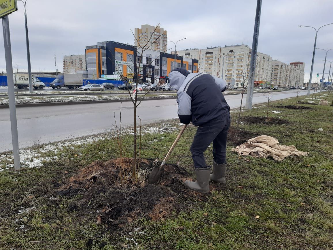 В Ульяновске высадили новые берёзы и липы