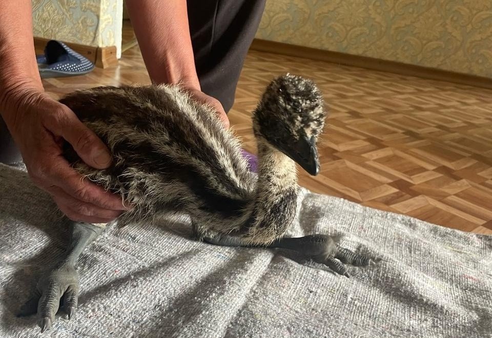 Ульяновцы нашли в лесу детеныша страуса