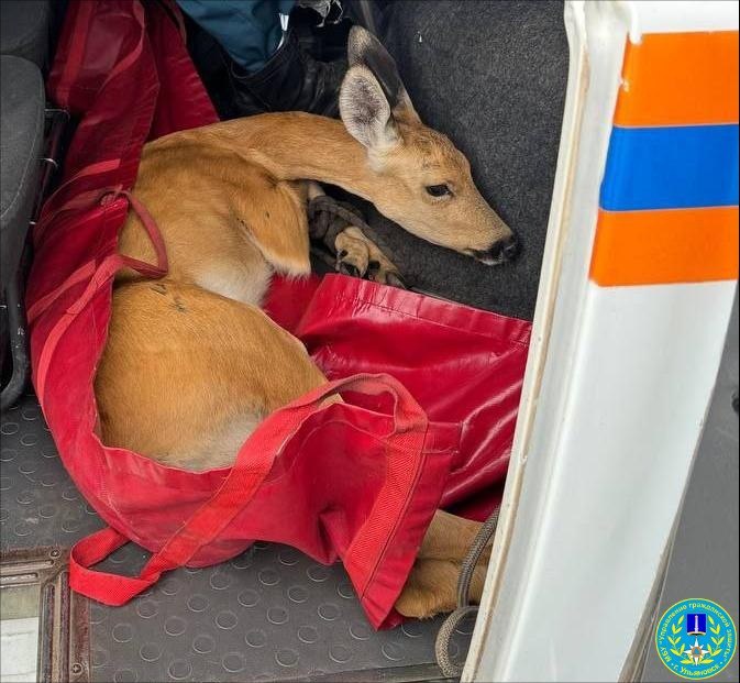 В Ульяновске специалисты оказали помощь косуле с травмой таза