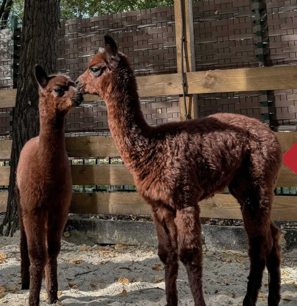 В ульяновском парке альпак родились 2 малыша