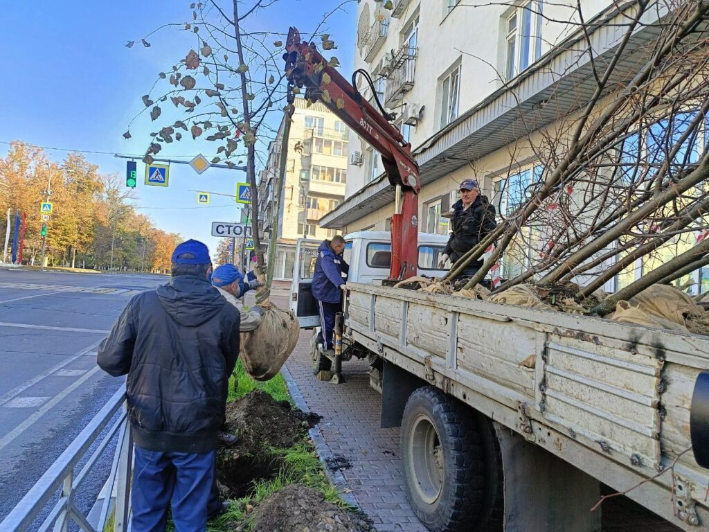Липовая аллея появится в центре Ульяновска
