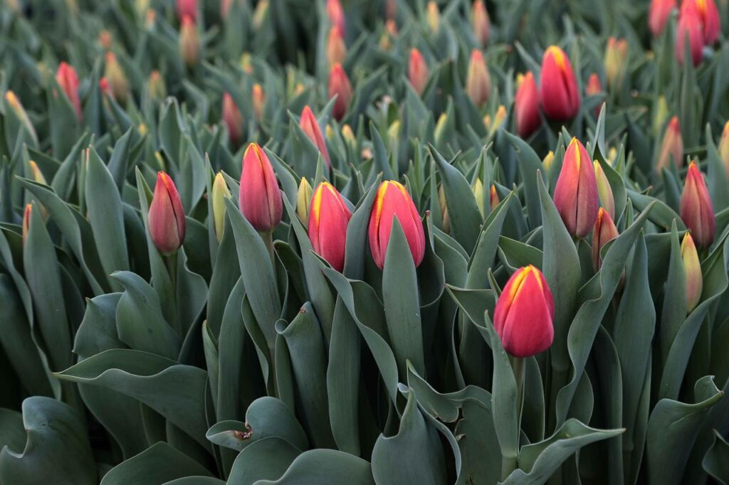 В Ульяновске планируют вырастить 1,8 млн тюльпанов за год